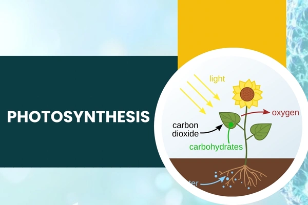 Photosynthesis in Hari Nagar