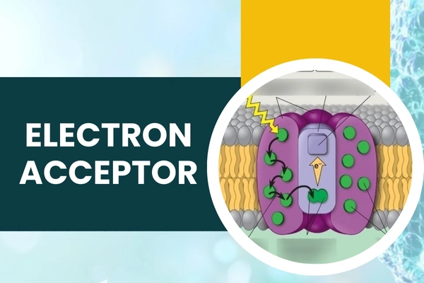 Electron Acceptor in Hari Nagar