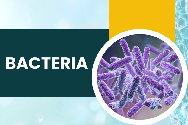 Bacteria in Hari Nagar