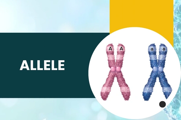 Allele in Hari Nagar