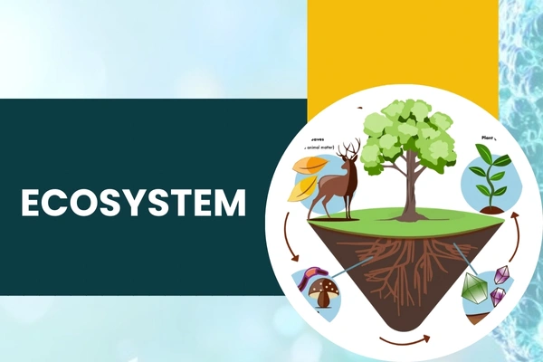 Ecosystem in Hari Nagar