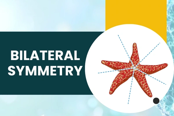 Bilateral Symmetry in Hari Nagar