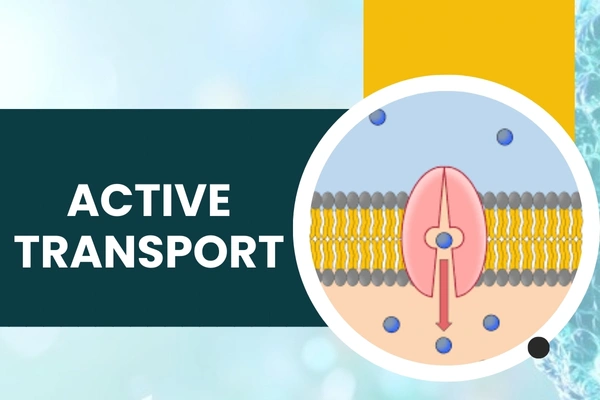 Active Transport in Hari Nagar