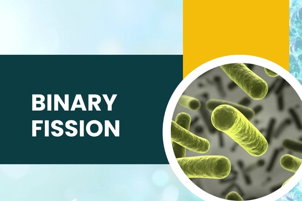 Binary Fission in Hari Nagar